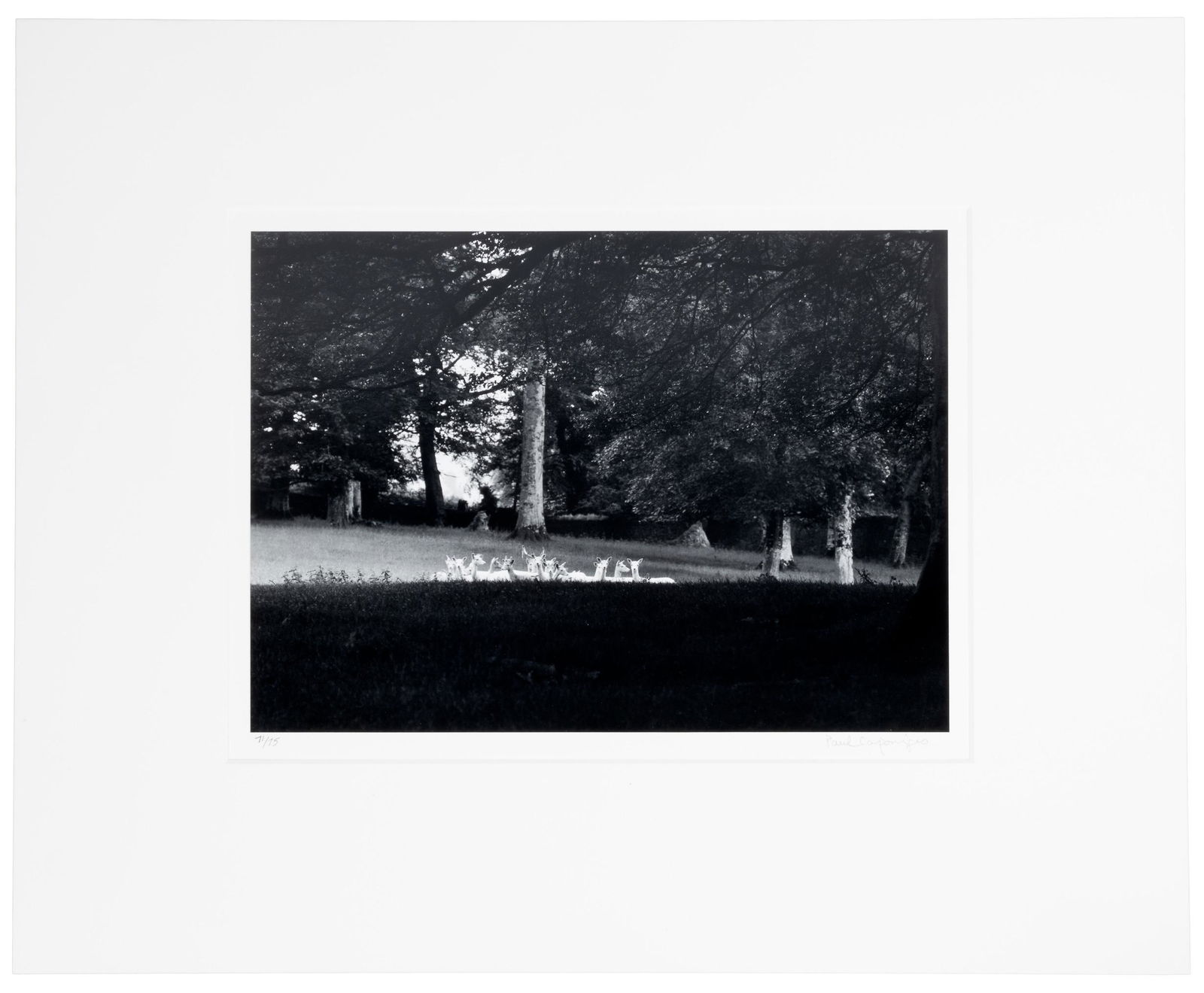 Signed by Paul Caponigro, Standing White Deer (1 of 3)