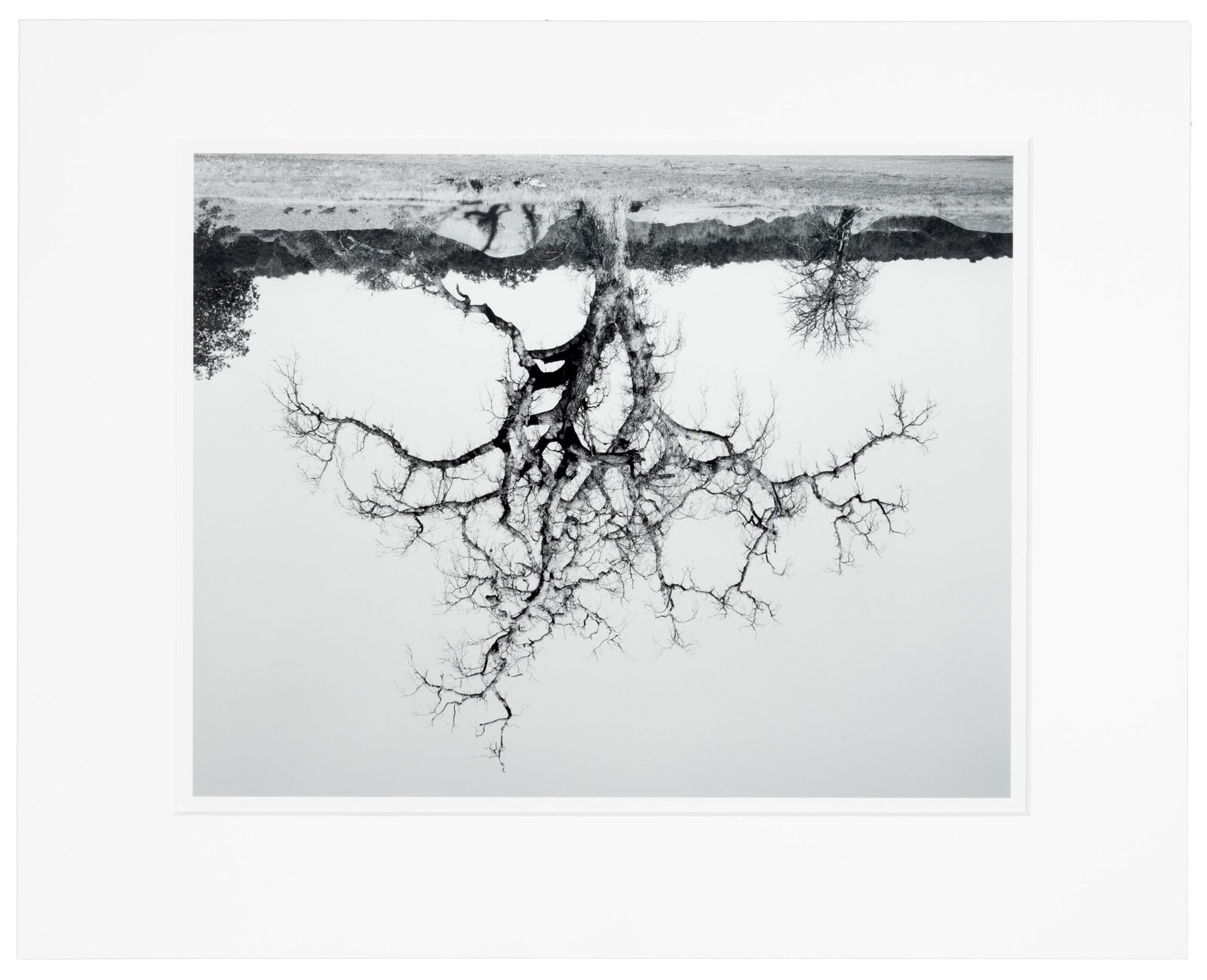 Signed by Rodney Graham, Oak Tree, Red Bluff (1 of 2)