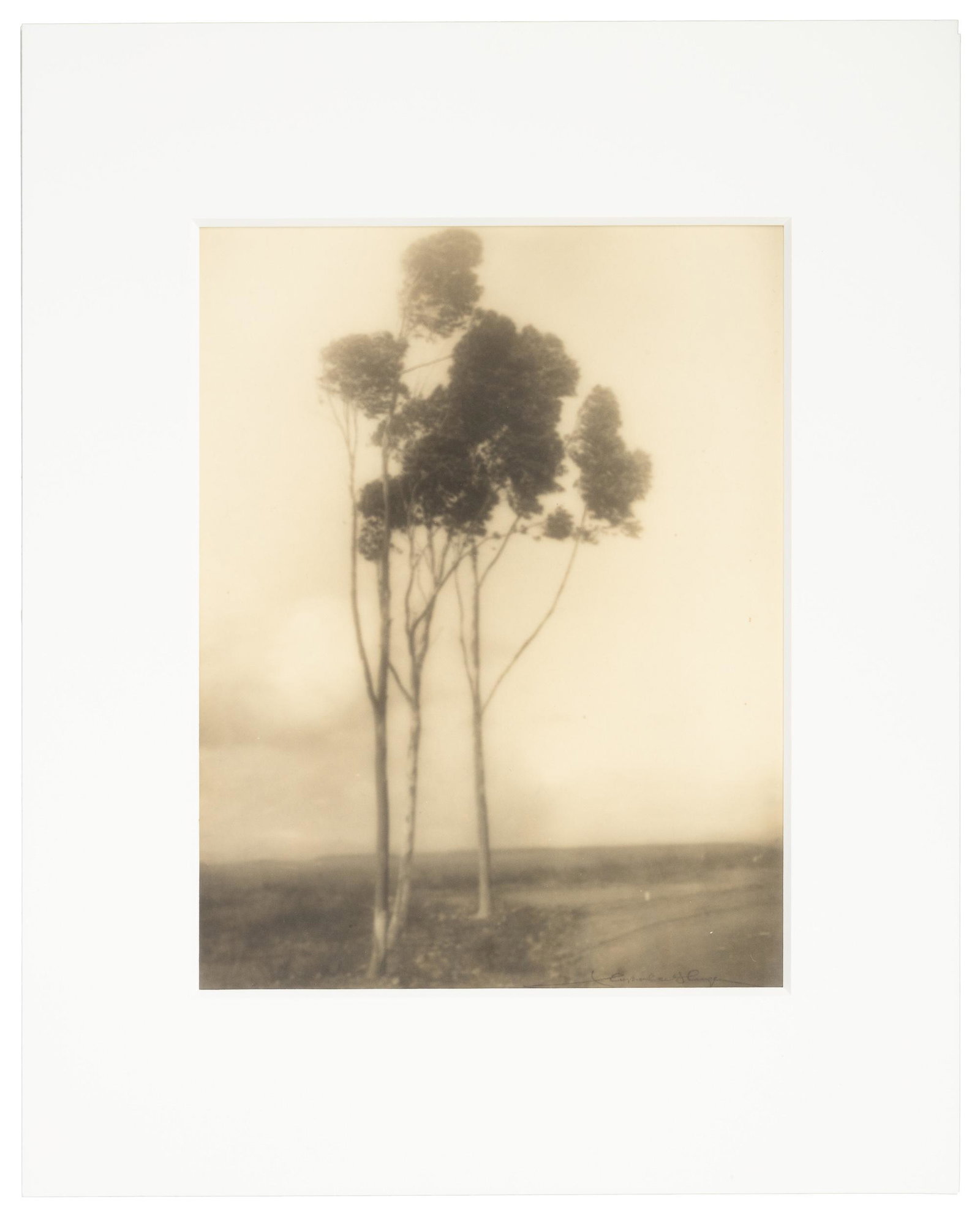 Tree in Wind signed by Leopold Hugo: Heading: Author: Hugo, Leopold Title: [Tree in Wind] Place Published: Publisher: Date Published: c. 1910-20 Description: Bromide print. 34.5x26.5 cm (13½x10½