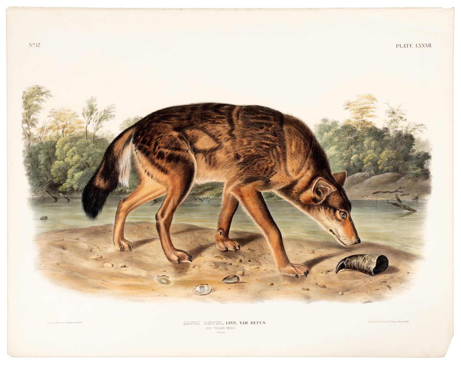 Red Texan Wolf from Audubon Folio Quadrupeds (1 of 2)