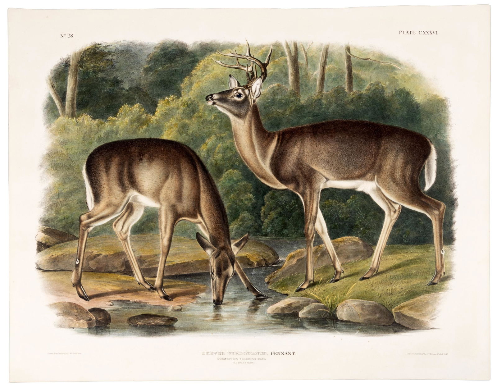 Virginian Deer from Audubon folio Quadrupeds (1 of 1)