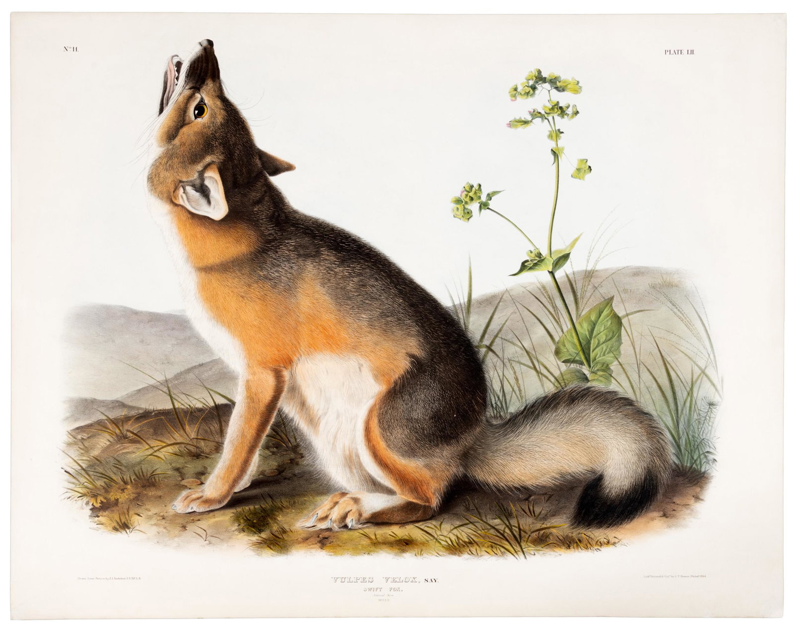 Swift Fox from Audubon folio Quadrupeds (1 of 2)