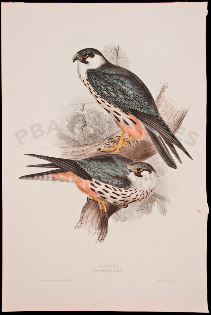 Hobby - Hand colored lithograph by Gould: Title: Hobby. Falco Subbuteo - Hand colored lithograph Author: Gould, John & Elizabeth Description: Hand-colored lithograph, printed by C. Hullmandel. 54.3x36 cm. (21¼x14"). With the sheet of descrip