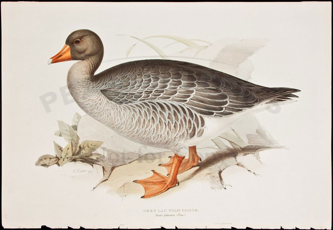 Edward Lear Grey Lag Wild Goose Color Lithograph: Title: Grey Lag Wild Goose. Anser Palustrias - Hand Colored Lithograph Author: Lear, Edward Description: Hand-colored lithograph, printed by C. Hullmandel. 37x54 cm. (14½x21¼"). With the sheet of de