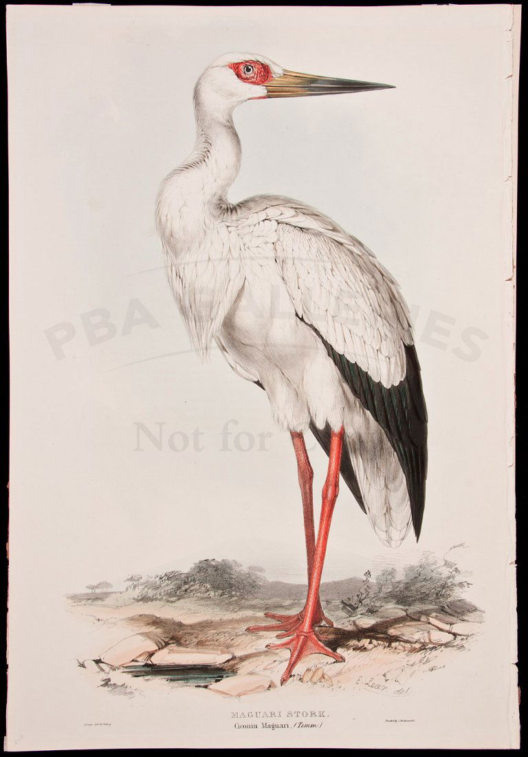 Edward Lear Maguari Stork Color Lithograph: Title: Maguari Stork. Ciconia Maguari. - Hand Colored Lithograph Author: Lear, Edward Description: Hand-colored lithograph, printed by C. Hullmandel. 53.7x37 cm. (21x14½"). With the sheet of descript