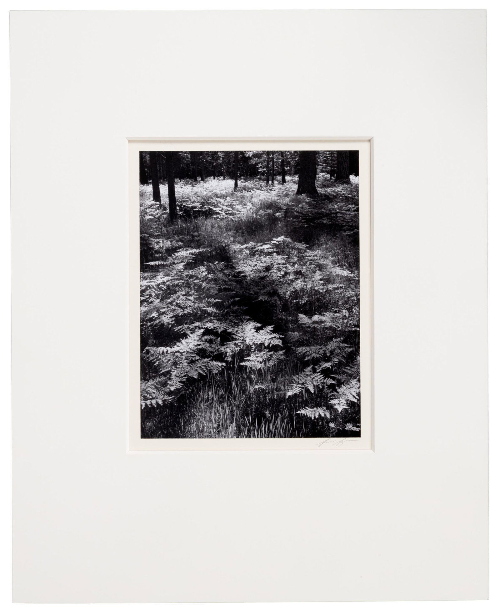 Ferns, Valley Floor, Yosemite signed by Ansel Adams: Heading: Author: Adams, Ansel Title: Ferns, Valley Floor, Yosemite, 1948 Place Published: Publisher: Date Published: 1948; print: c. 1960's Description: Gelatin silver pri