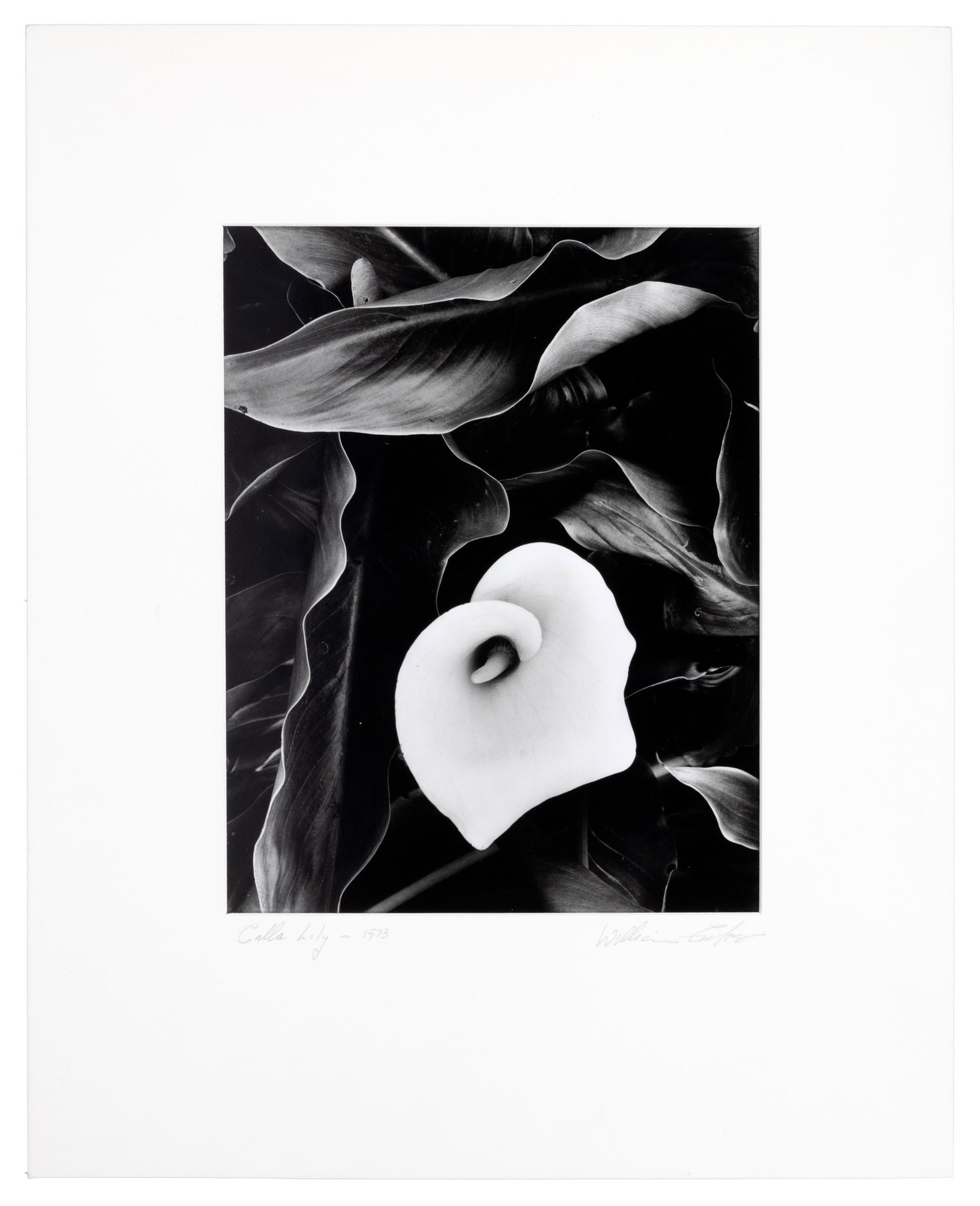 Calla Lilly, Oregon, 1973 signed by W. Giles: Heading: Author: Giles, William Title: Calla Lily, Oregon, 1973 Place Published: Publisher: Date Published: 1973; print: 1990's Description: Gelatin silver print. Image: 3