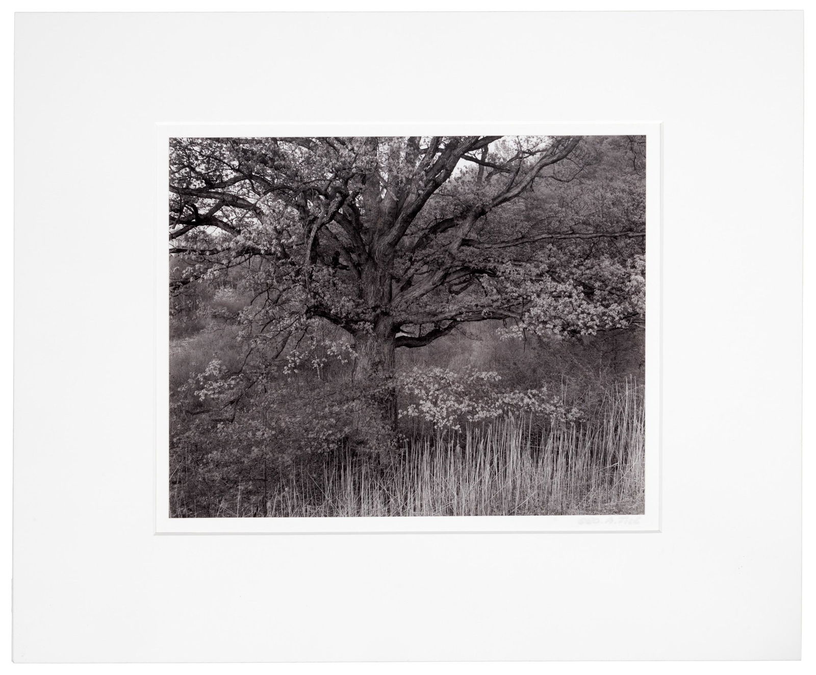 Oak Tree, Holmdel...signed by George Tice: Heading: Author: Tice, George A. Title: Oak Tree, Holmdel, N.J., 1970 Place Published: Publisher: Date Published: 1970; print: 1979 Description: Toned gelatin silver print