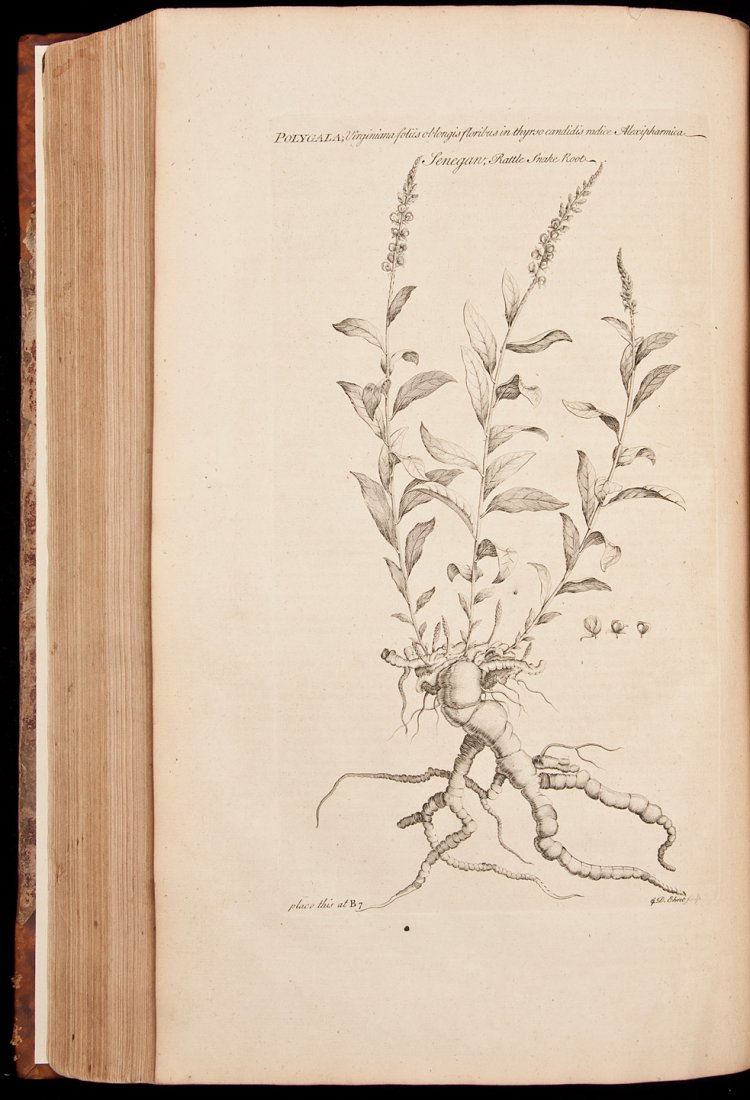 Miller's Gardeners Dictionary 6th Editon 1752: Title: The Gardeners Dictionary. Containing, the Methods of Cultivating and Improving the Kitchen, Flower, Fruit, and Pleasure Garden Author: Miller, Philip Description: Unpaginated. Engraved frontisp