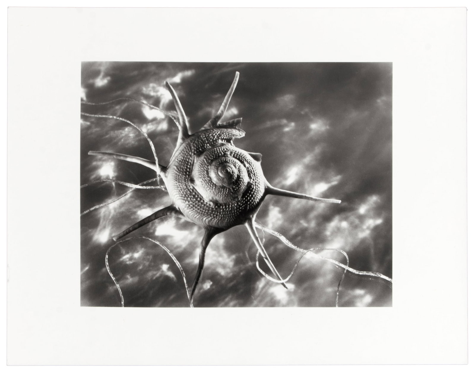 Starshell signed by Ruth Bernhard: Heading: Author: Bernhard, Ruth Title: Starshell Place Published: [Monterey, CA] Publisher: Date Published: 1943; print: 1983 Description: Gelatin silver print. Image: 19x23.9 cm (