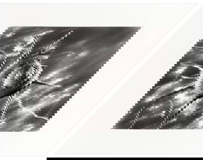 PBA Galleries, CA Auctions & 438 Past Catalogs