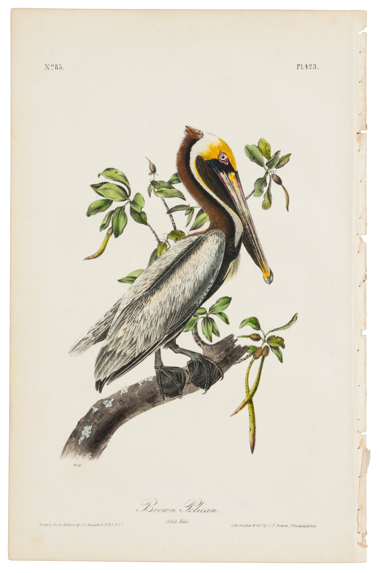 Audubon's Royal Octavo Brown Pelican plate (1 of 1)