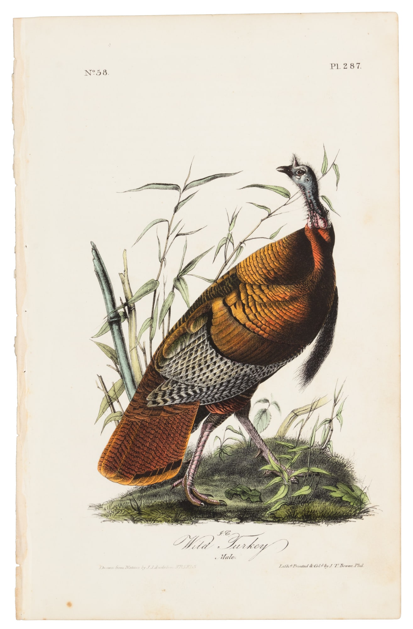 Wild Turkey plate from Audubon's Royal Octavo (1 of 1)