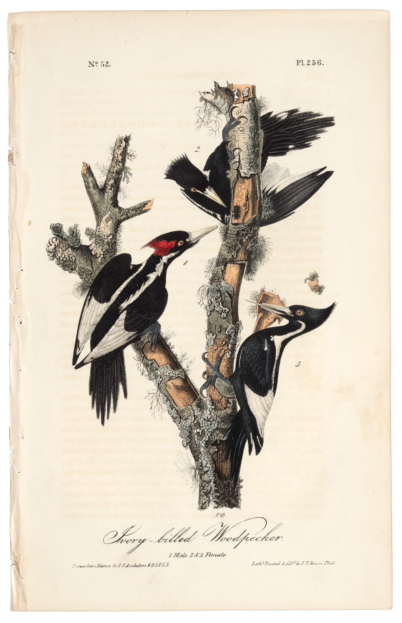 Endangered bird from Audubon's Royal Octavo (1 of 1)