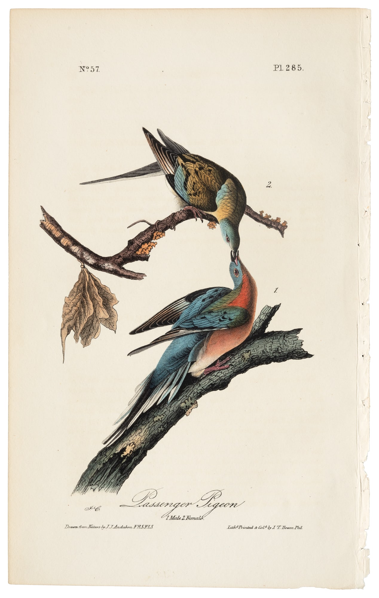Extinct bird from Audubon's Royal Octavo (1 of 1)