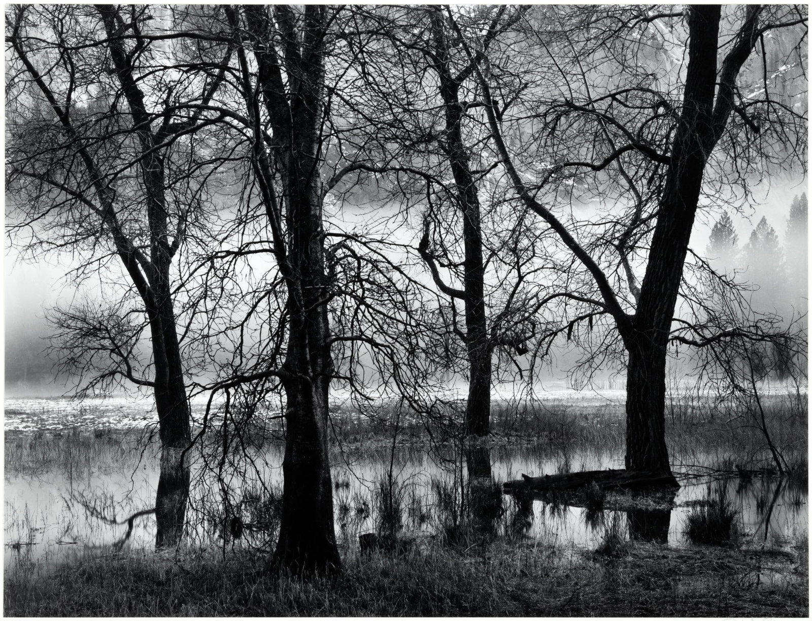 Yosemite photograph signed by John Sexton: Heading: Author: Sexton, John Title: Trees, Valley Fog, Dusk, Yosemite Valley, CA Place Published: Carmel Valley, CA Publisher: Date Published: 1980; print: 1990 Description: Gelat