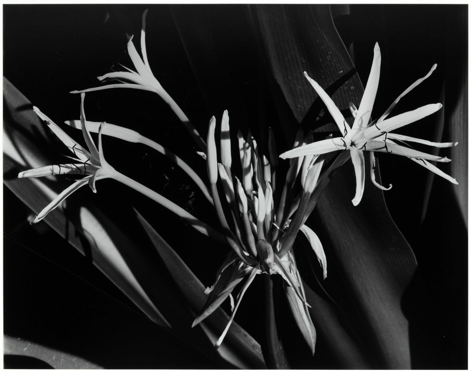 Brett Weston signed tropical flowers (1 of 4)