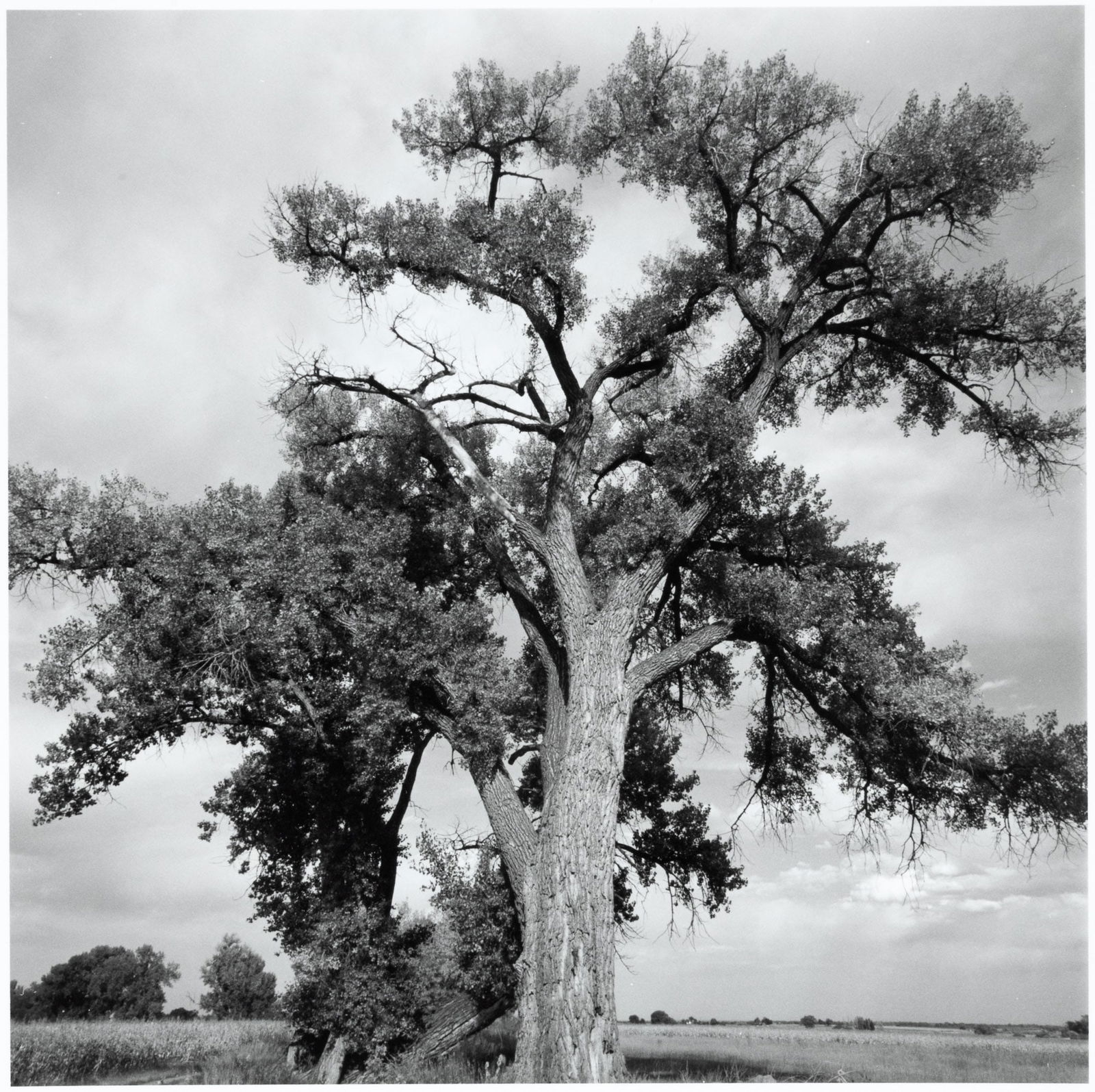 Cottonwood, East of Longmont, Colorado signed by Robert Adams: Heading: Author: Adams, Robert Title: Cottonwood, East of Longmont, Colorado Place Published: Publisher: Date Published: c.1990; print: 2006 Description: Gelatin silver print. 35.