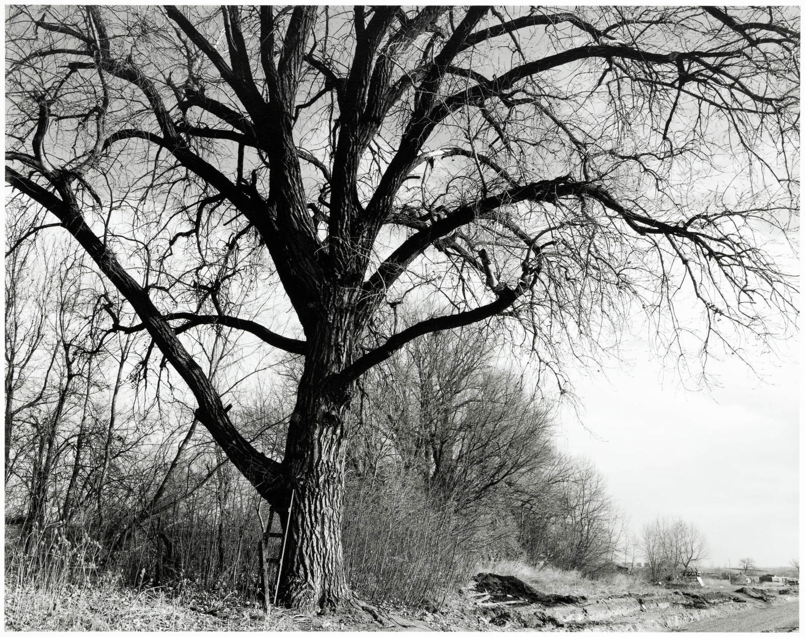 Cottonwood, edge of development...signed by Robert Adams: Heading: Author: Adams, Robert Title: Cottonwood, edge of development, Longmont, Colorado Place Published: Publisher: Date Published: 1984; print: 2004 Description: Gelatin silver