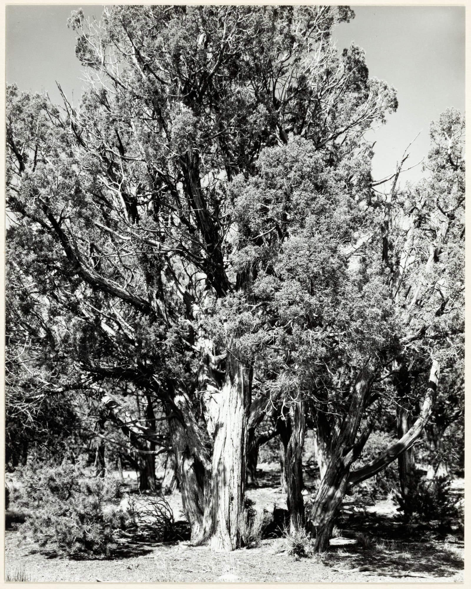 Grand Canyon signed by Robert Adams: Heading: Author: Adams, Robert Title: Grand Canyon Place Published: Wheat Ridge, CO Publisher: Date Published: 1966; print: 1970-71 Description: Gelatin silver print mounted on boa