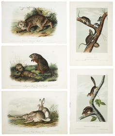 First 50 plates from Audubon's Quad Quarto (all in Vol. I)