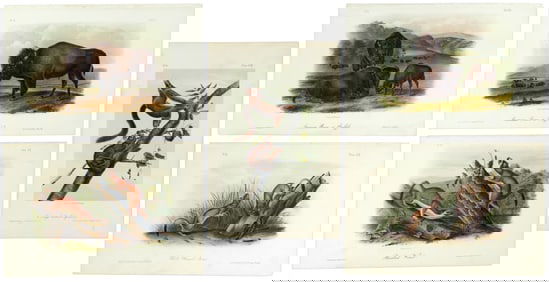Audubon, 47 hand-colored lithos from Quad Quarto