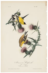 American Goldfinch, Audubon, Royal Octavo hand-colored lithograph