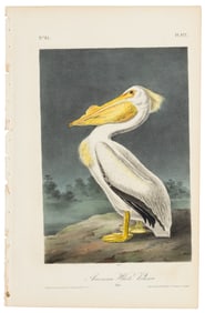 American White Pelican plate from Audubon's Royal Octavo