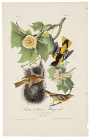Baltimore Oriole, Audubon, Royal Octavo hand-colored lithograph