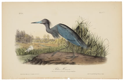 Blue Heron, Audubon Royal Octavo hand-colored lithograph