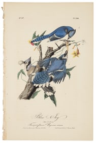 Blue Jay, Audubon, Royal Octavo hand-colored lithograph