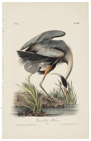 Great Blue Heron, Audubon Royal Octavo hand-colored lithograph