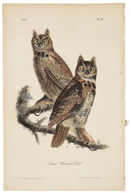 Great Horned Owl, Audubon, Royal Octavo hand-colored lithograph