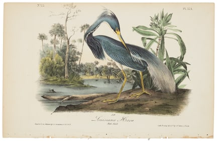 Louisiana Heron, Audubon, Royal Octavo hand-colored lithograph