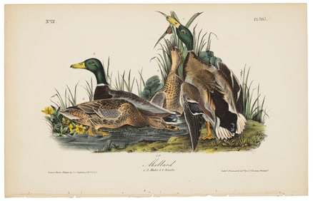 Mallard, Audubon, Royal Octavo hand-colored lithograph