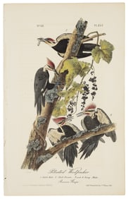 Pileated Woodpecker, Audubon, Royal Octavo hand-colored lithograph