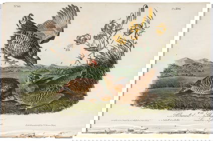 Extinct bird from Audubon's Royal Octavo