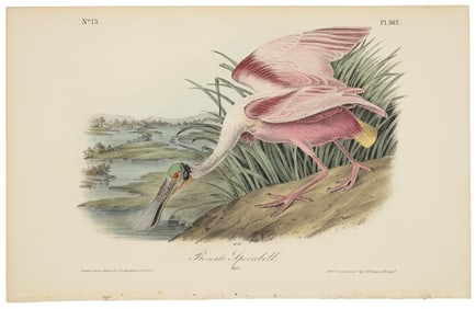 Roseate Spoonbill, Audubon, Royal Octavo hand-colored lithograph