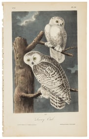 The Snowy Owl, Audubon, Royal Octavo hand-colored lithograph
