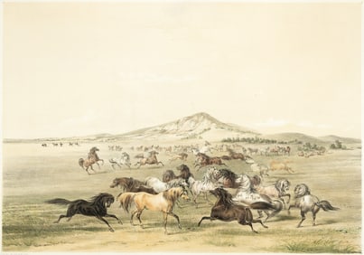 Wild Horses lithograph by George Catlin
