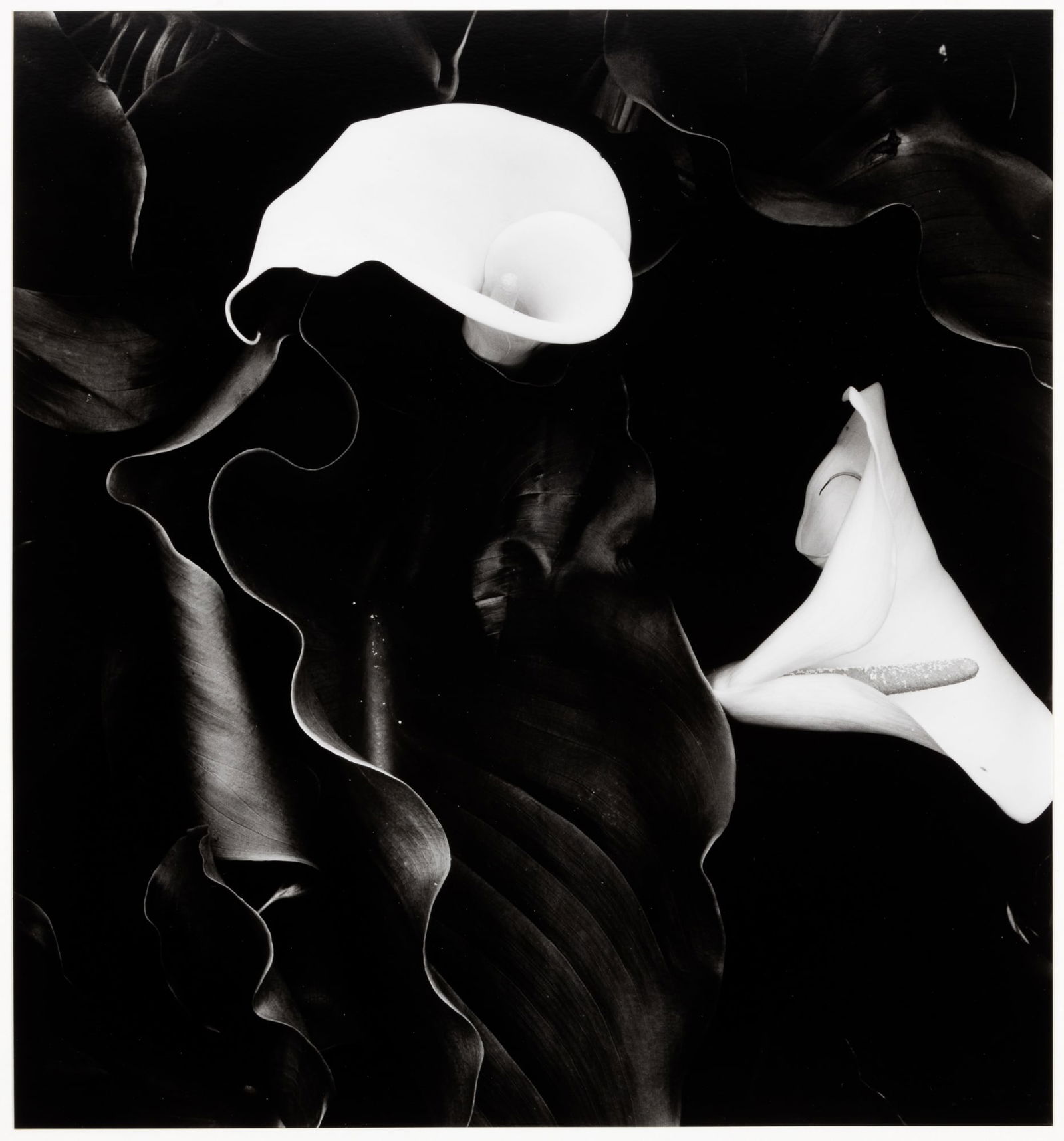Calla Lilies signed by Brett Weston, 1985 (1 of 4)