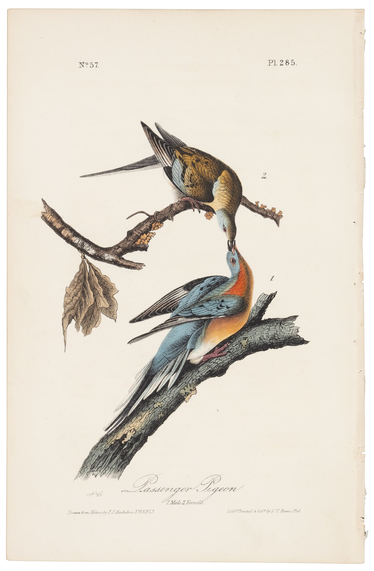 Extinct bird from Audubon's Royal Octavo (1 of 1)