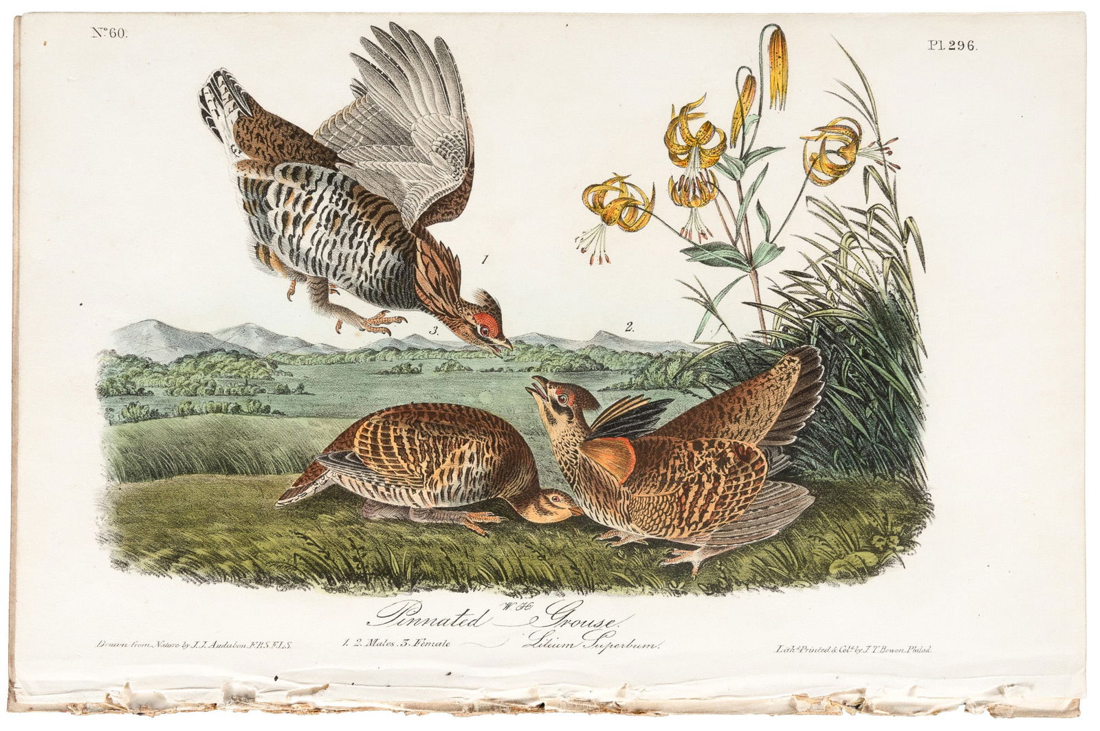 Extinct bird from Audubon's Royal Octavo (1 of 3)