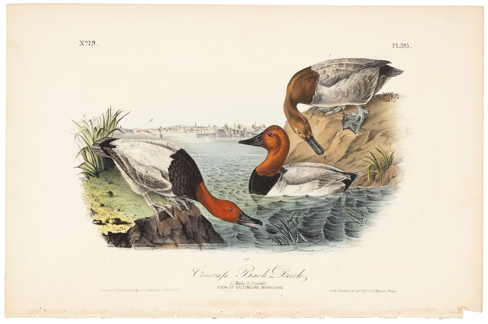 Canvas-Backed Duck, Audubon, Royal Octavo hand-colored lithograph (1 of 1)