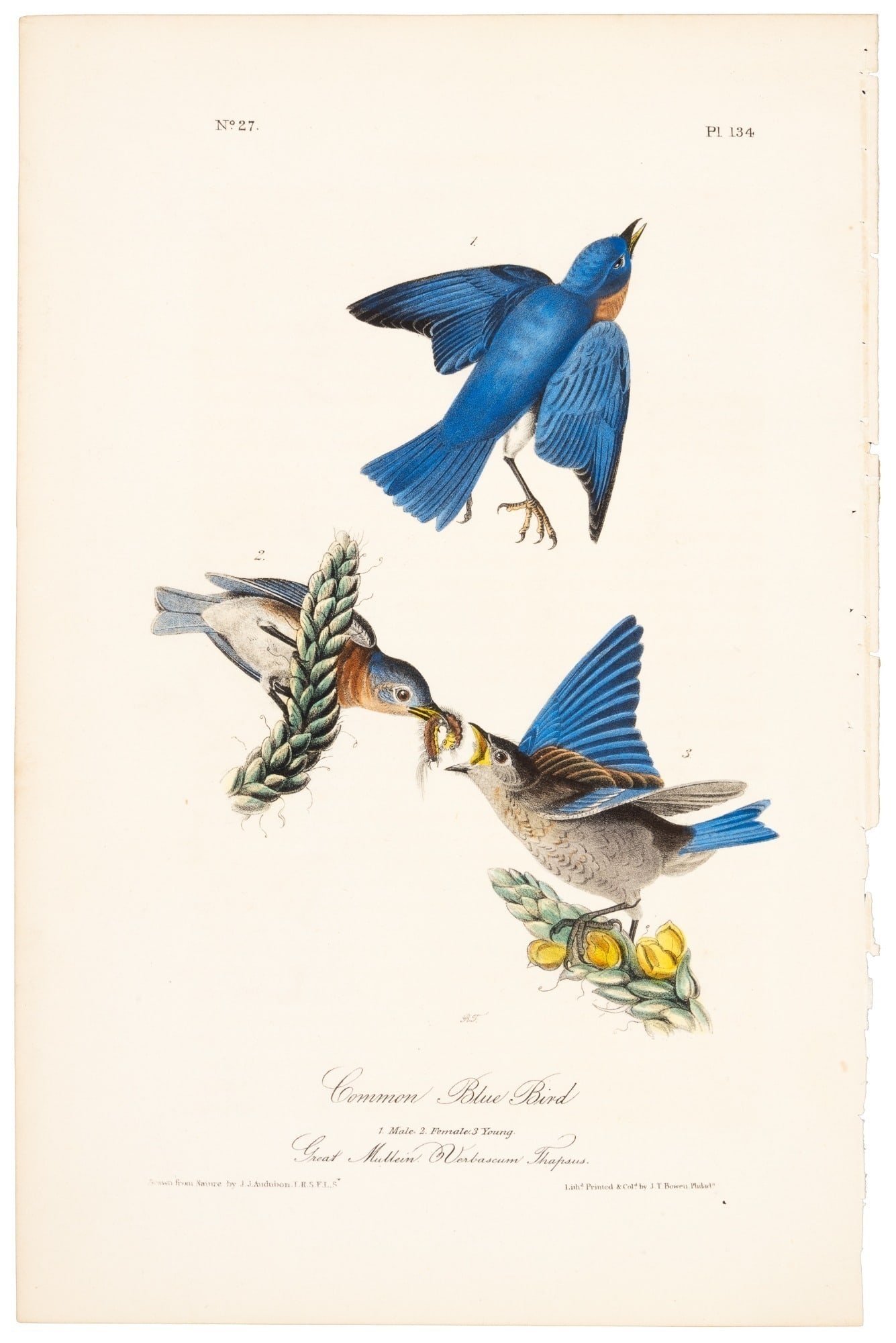 Common Blue Bird, Audubon, Royal Octavo hand-colored (1 of 3)