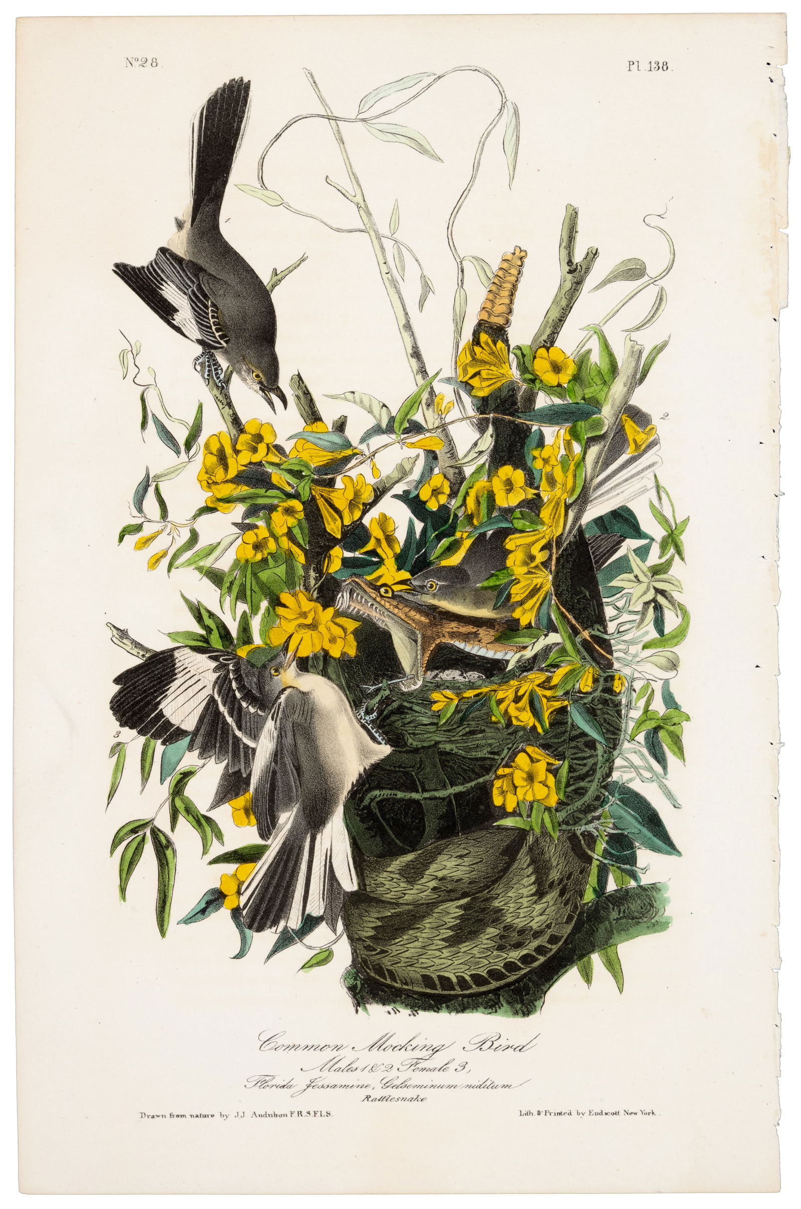Common Mocking Bird, Audubon, hand-colored (1 of 2)