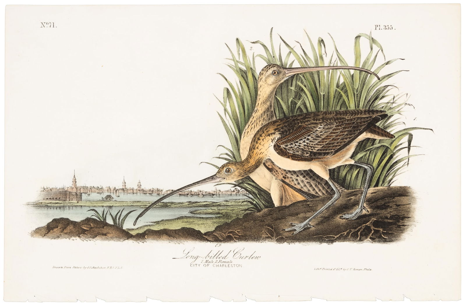 Long-Billed Curlew from Audubon's Royal Octavo (1 of 2)