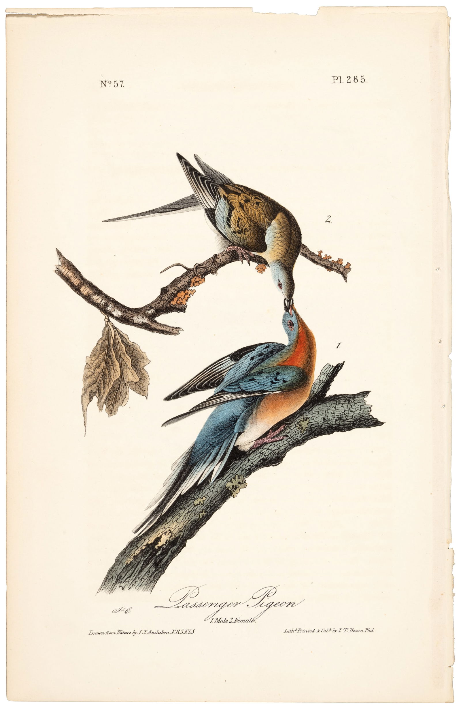 Extinct bird from Audubon's Royal Octavo (1 of 2)