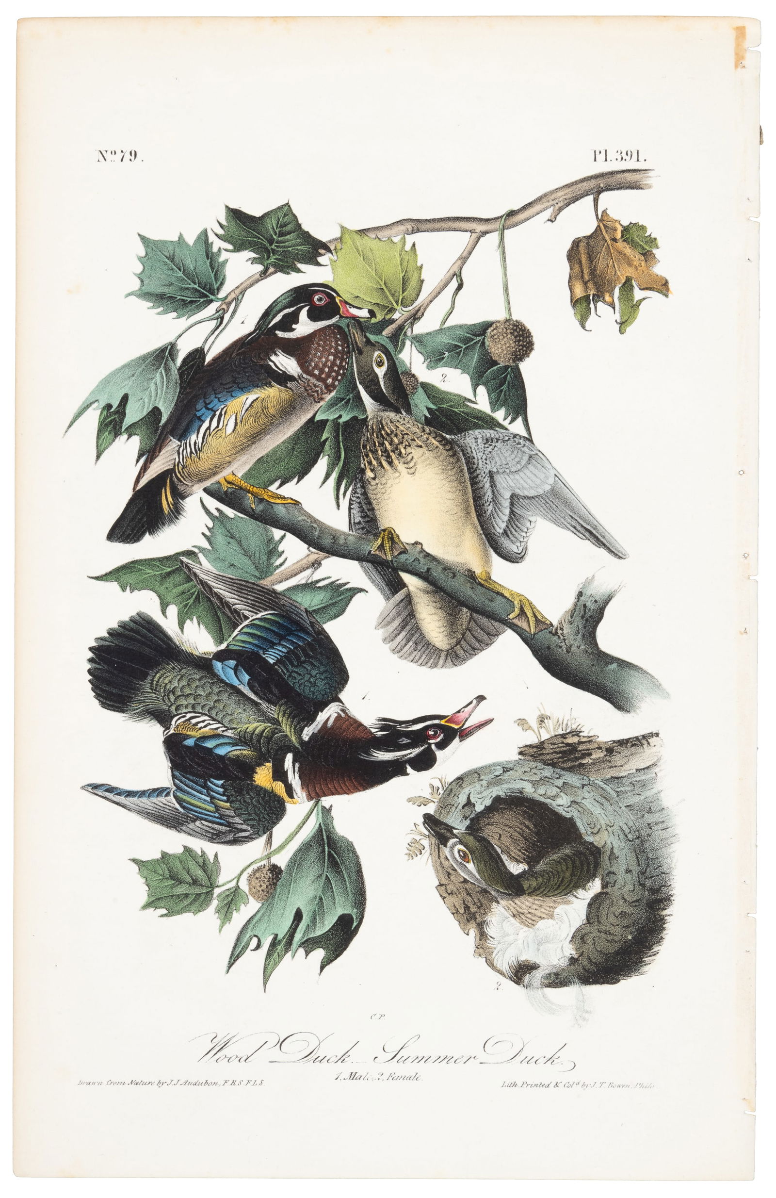 Wood Duck from Audubon's Royal Octavo (1 of 2)