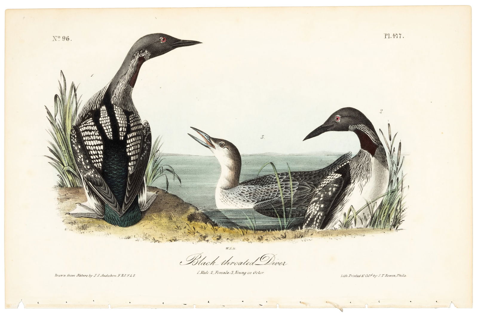 Audubon's Black-throated Diver (1 of 1)